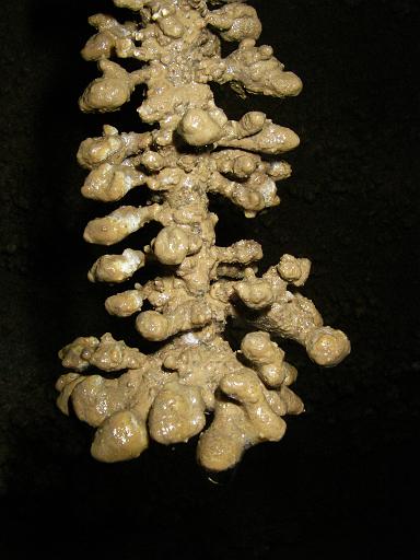 IMGP4395.JPG - The bottom of a bottle brush formation